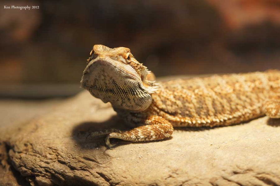 Bearded Dragon for Sale