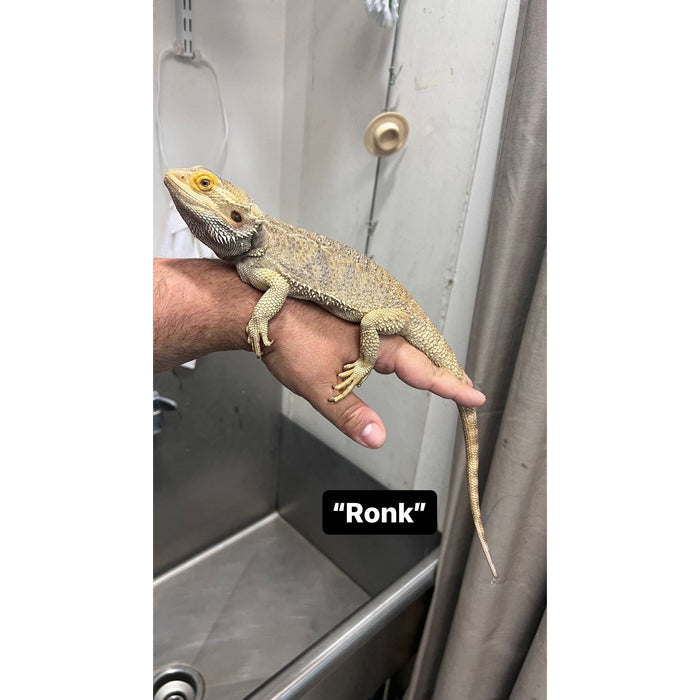 Bearded Dragon ADOPTION  (imperfect)