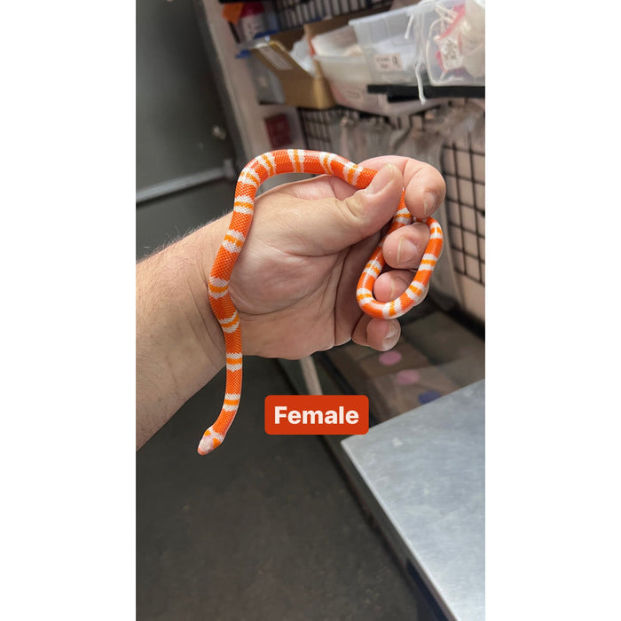 Albino Tangerine Honduran Milk Snake (Lampropeltis triangulum hondurensis)