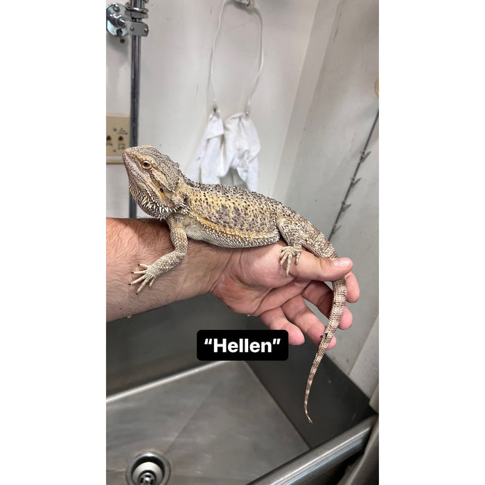 Bearded Dragon ADOPTION  (imperfect)