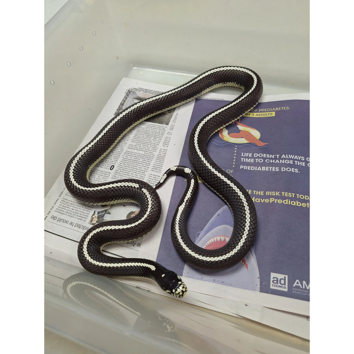 California King Snake (Adult)