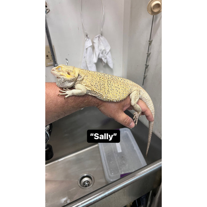 Bearded Dragon ADOPTION  (imperfect)