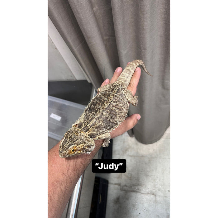 Bearded Dragon ADOPTION  (imperfect)