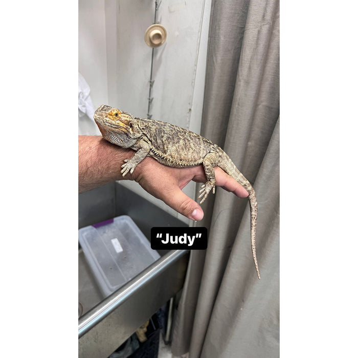 Bearded Dragon ADOPTION  (imperfect)