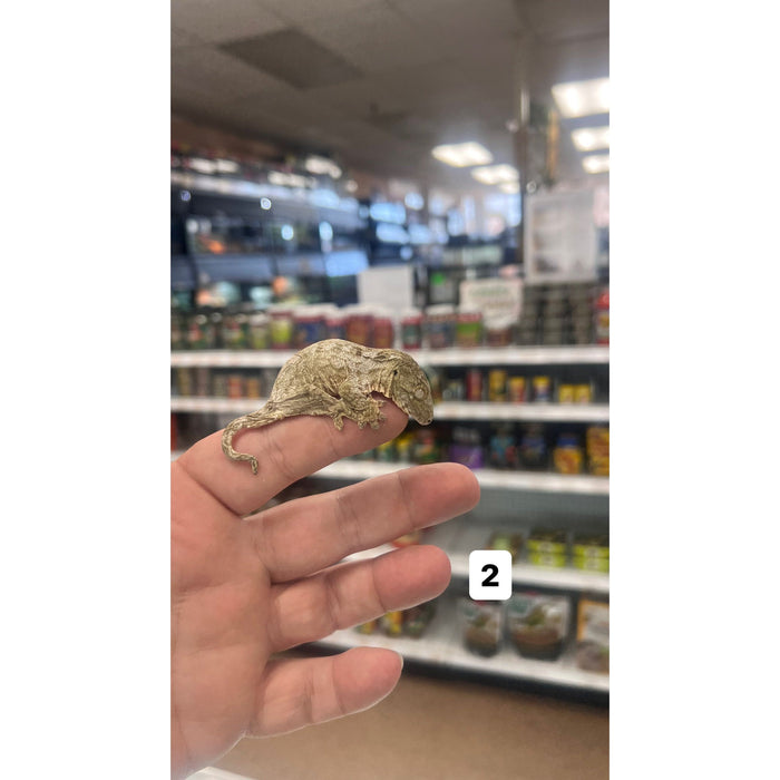 Leachianus Gecko (Baby) (Isle of Pines)