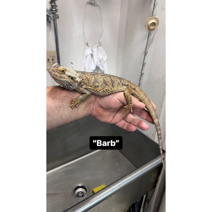 Bearded Dragon ADOPTION  (imperfect)