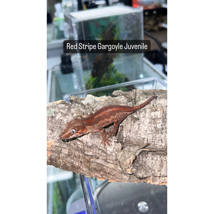 Gargoyle Gecko (Red Striped) (Baby)