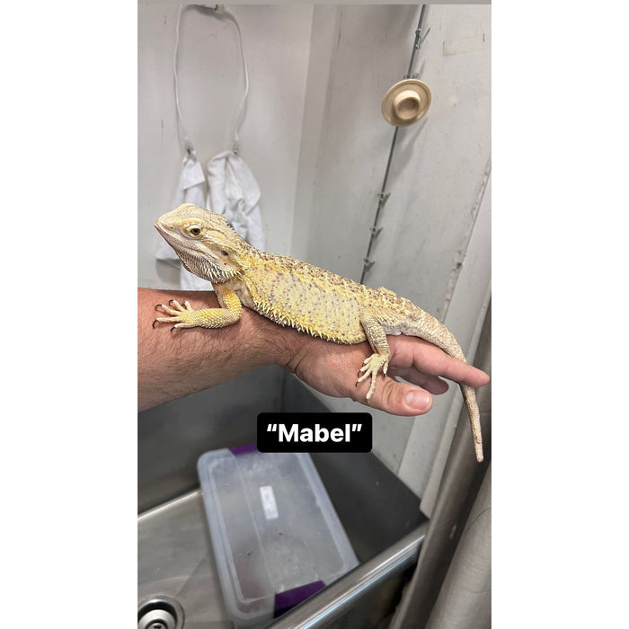 Bearded Dragon ADOPTION  (imperfect)