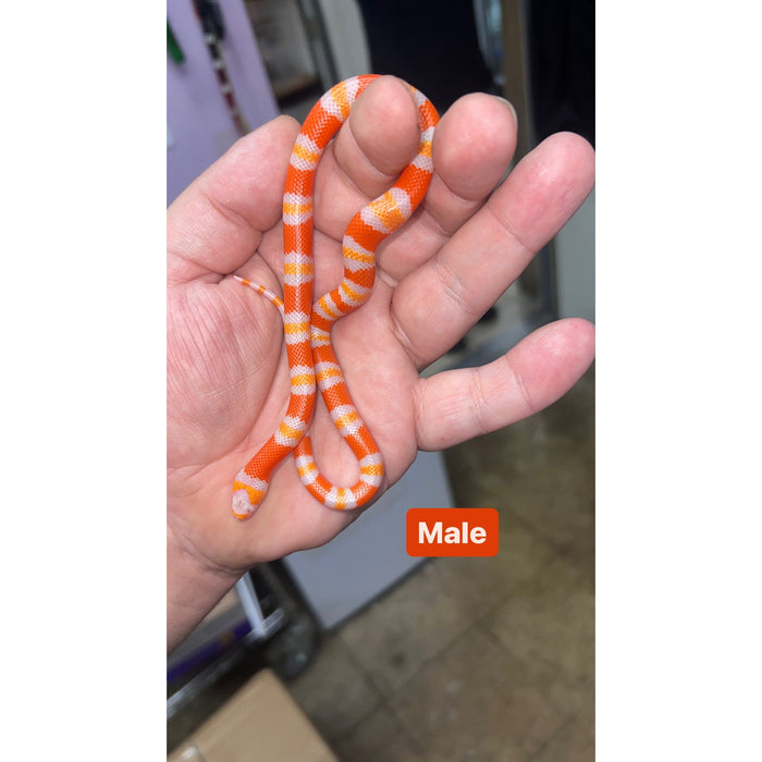 Albino Tangerine Honduran Milk Snake (Lampropeltis triangulum hondurensis)