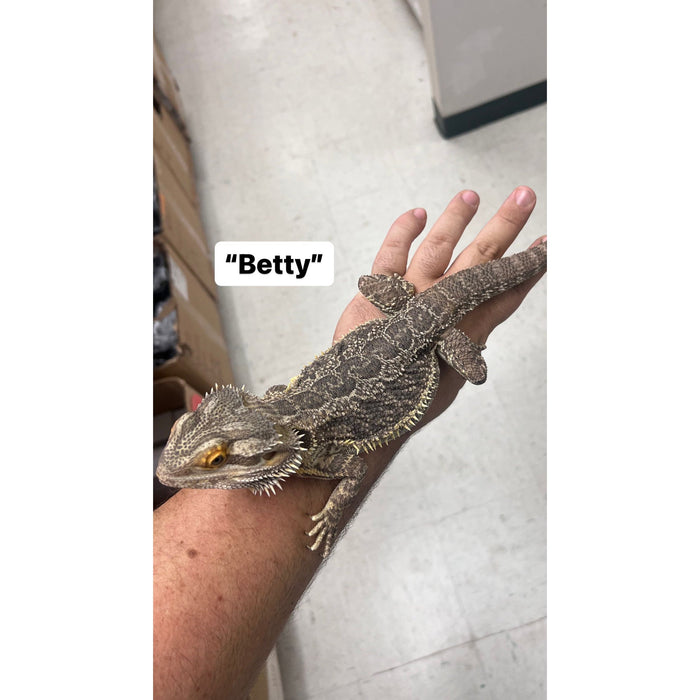 Bearded Dragon ADOPTION  (imperfect)