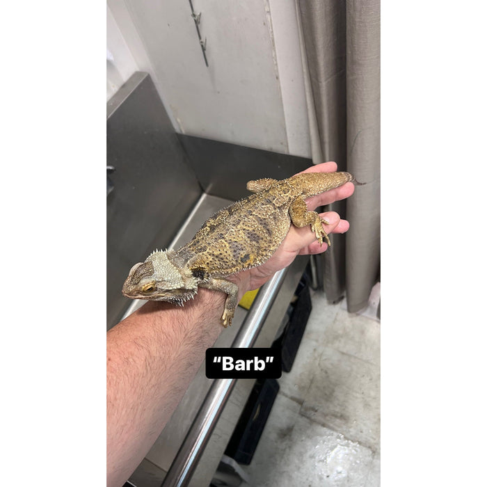 Bearded Dragon ADOPTION  (imperfect)