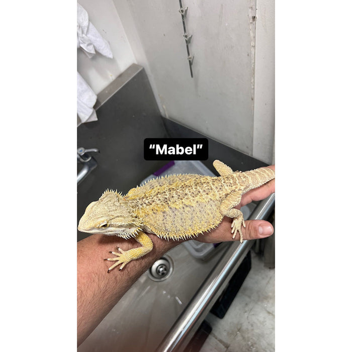 Bearded Dragon ADOPTION  (imperfect)