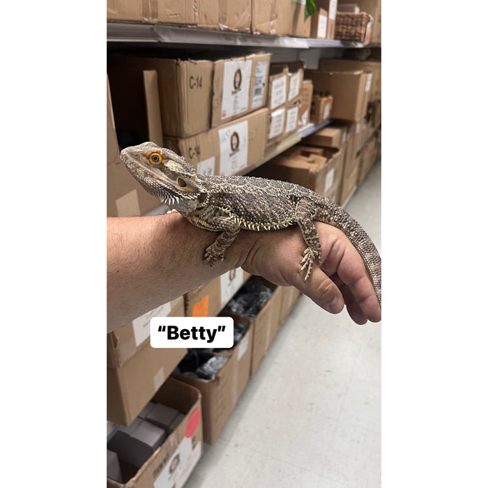 Bearded Dragon ADOPTION  (imperfect)