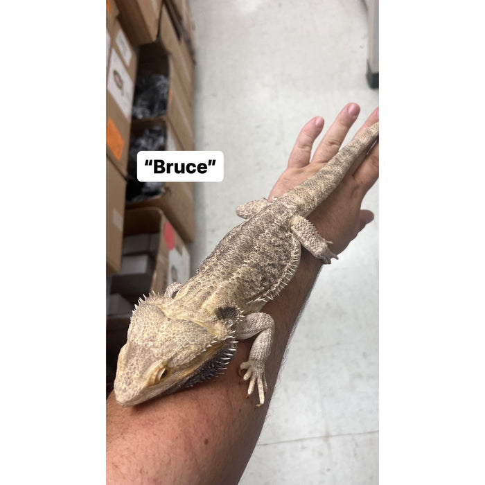 Bearded Dragon ADOPTION  (imperfect)