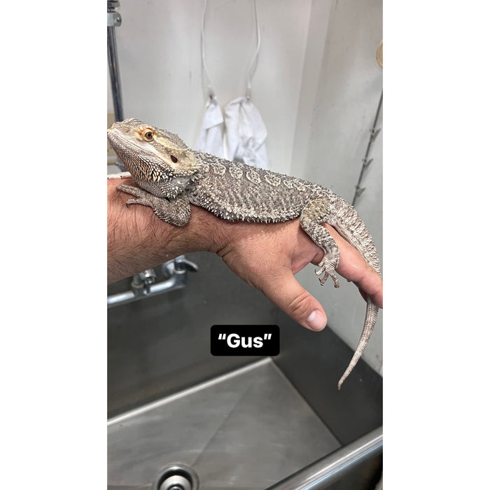 Bearded Dragon ADOPTION  (imperfect)