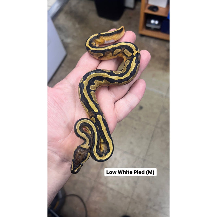 Piebald (Low White) Ball Python (Python Regius)