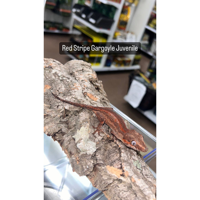 Gargoyle Gecko (Red Striped) (Baby)