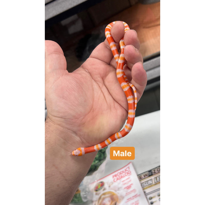 Albino Tangerine Honduran Milk Snake (Lampropeltis triangulum hondurensis)