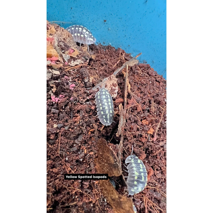 Yellow Spotted Isopod (Armadillidium gestori)