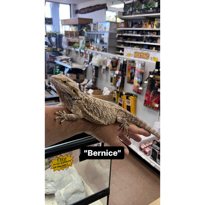 Bearded Dragon ADOPTION  (imperfect)