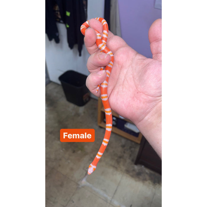 Albino Tangerine Honduran Milk Snake (Lampropeltis triangulum hondurensis)