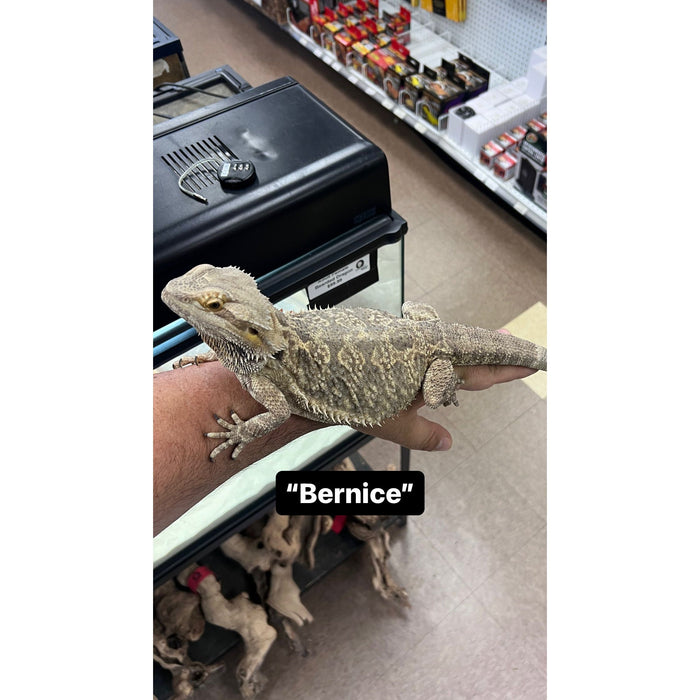 Bearded Dragon ADOPTION  (imperfect)