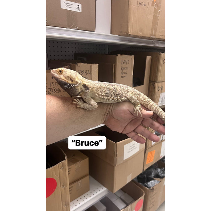 Bearded Dragon ADOPTION  (imperfect)