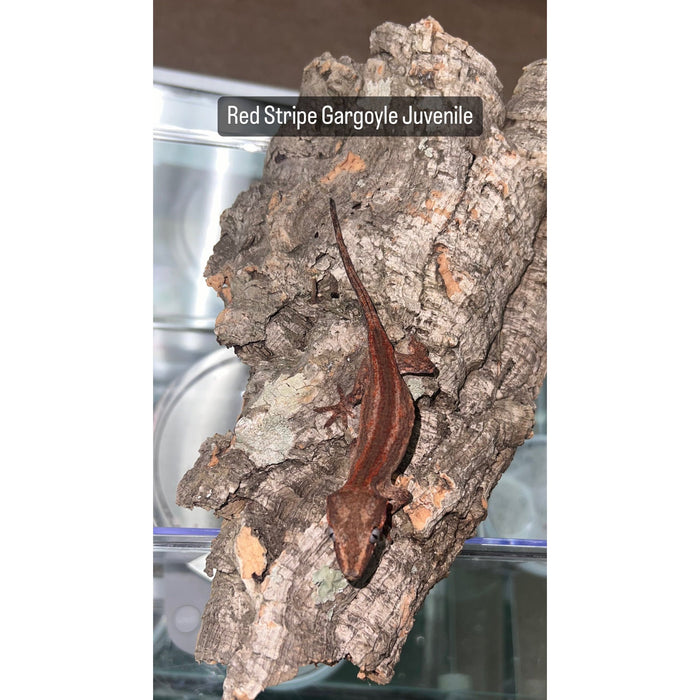 Gargoyle Gecko (Red Striped) (Baby)