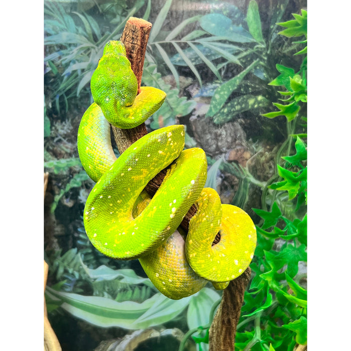 Green Tree Python (Morelia viridis)