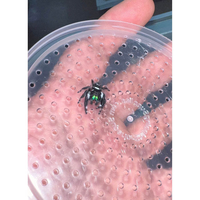 Apalachicola Regal Jumping Spider (Phidippus regius)