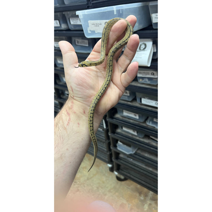 Ladder Rat Snake (CB) (Zamenis scalaris)