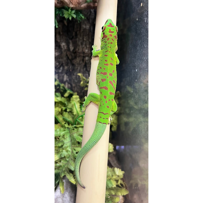 Giant Day Gecko (Phelsuma m. grandis)