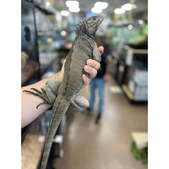 Rhino Iguana (Juvenile/Sub-Adult) (Cyclura cornuta)