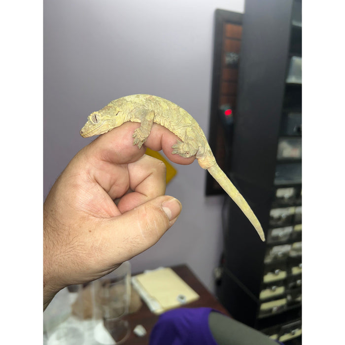 Pine Island Chahoua Gecko (Juvenile/Sub Adult) (Mniarogekko chahoua)