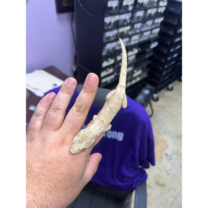 Pine Island Chahoua Gecko (Juvenile/Sub Adult) (Mniarogekko chahoua)