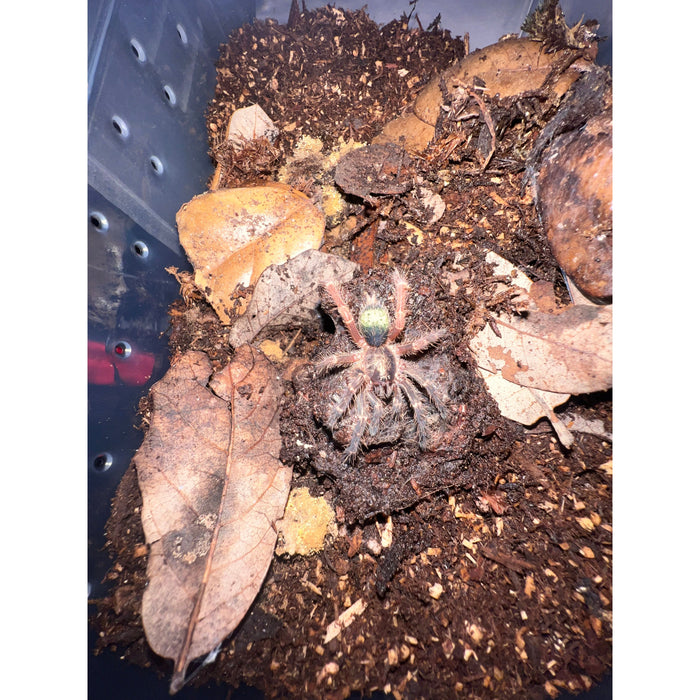 Red Skeleton Tarantula  (Ephebophus rufescens) SLING