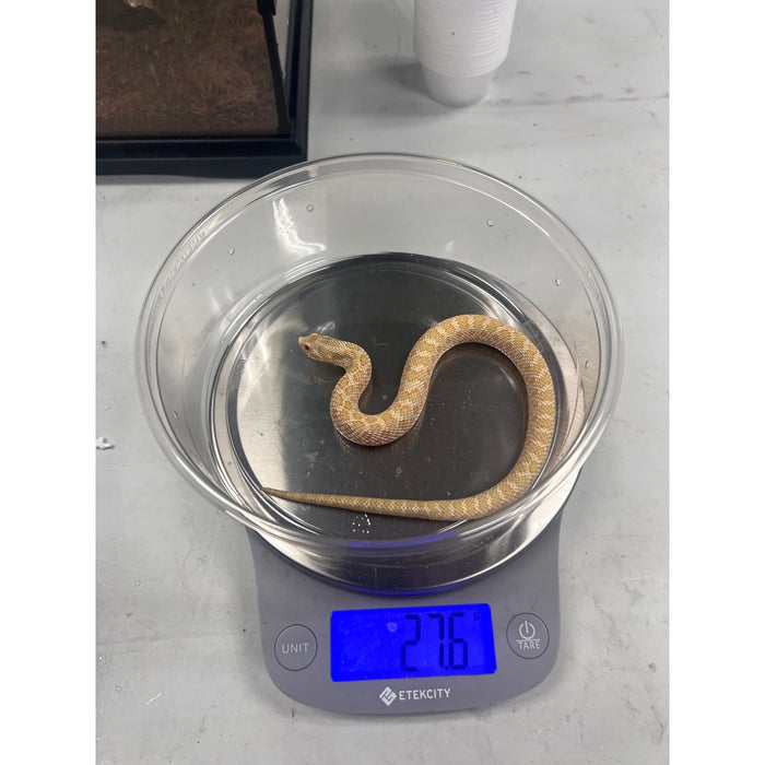 Western Hognose Snake (Albino Toffee Belly) (Male) (Heterodon nasicus)