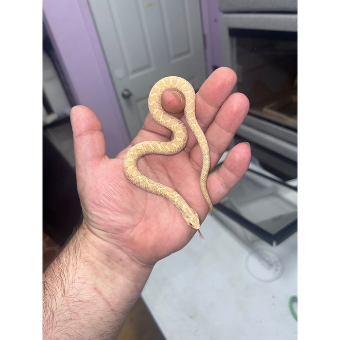 Western Hognose Snake (Albino Toffee Belly) (Male) (Heterodon nasicus)