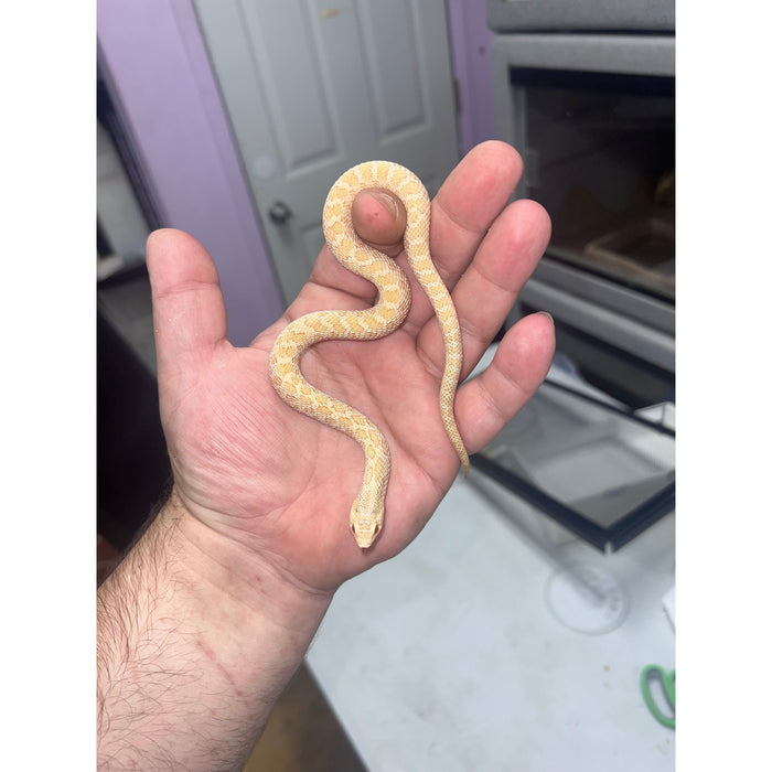 Western Hognose Snake (Albino Toffee Belly) (Male) (Heterodon nasicus)