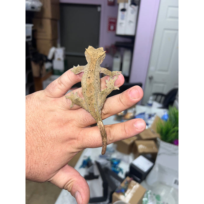 Crested Gecko (Sub Adult) (Female) (14748)