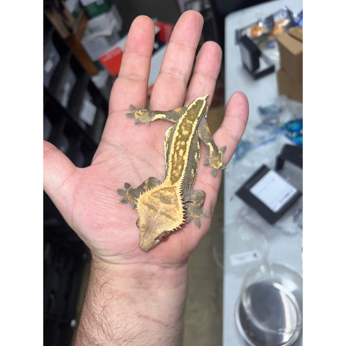 Crested Gecko (Male) (14814)