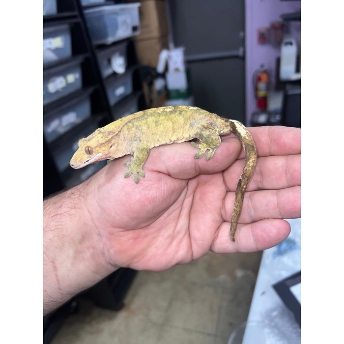 Crested Gecko (Adult Female) (14792)