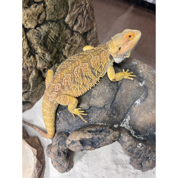 Citrus Hypo Bearded Dragon