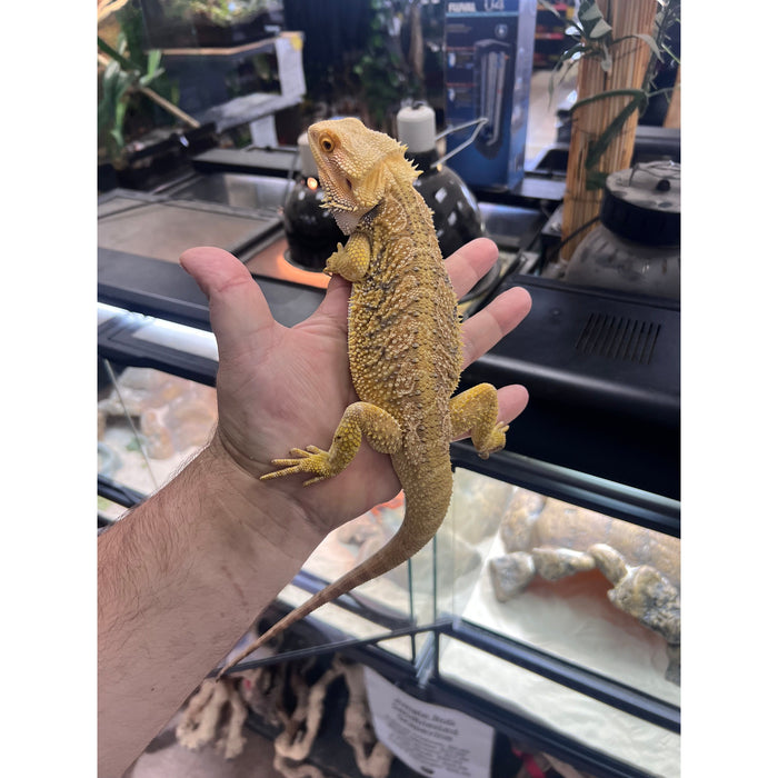 Citrus Hypo Bearded Dragon