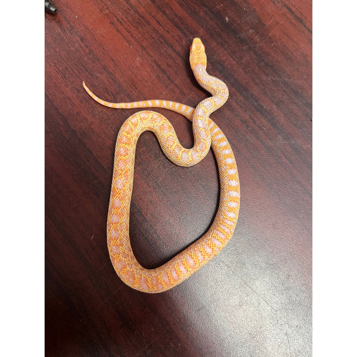 Albino San Diego Gopher Snake (Pituophis melanoleucus catenifer)