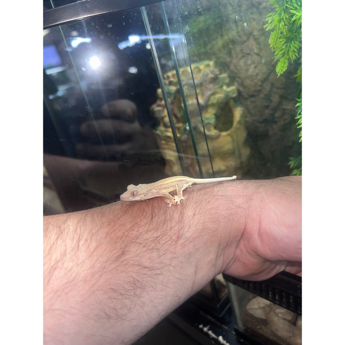 Crested Gecko (Lilly White)