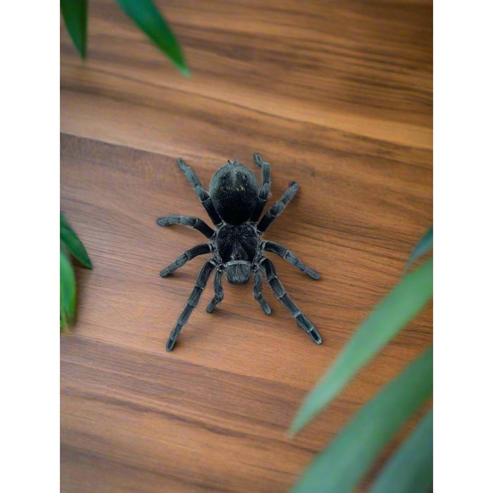 Brazilian Black (Sling) (Grammostola pulchra)