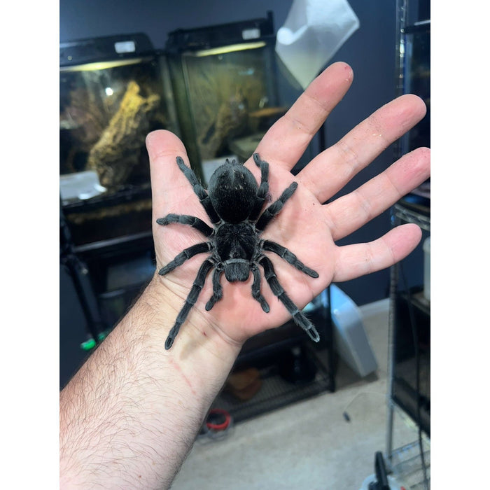 Brazilian Black (Sling) (Grammostola pulchra)