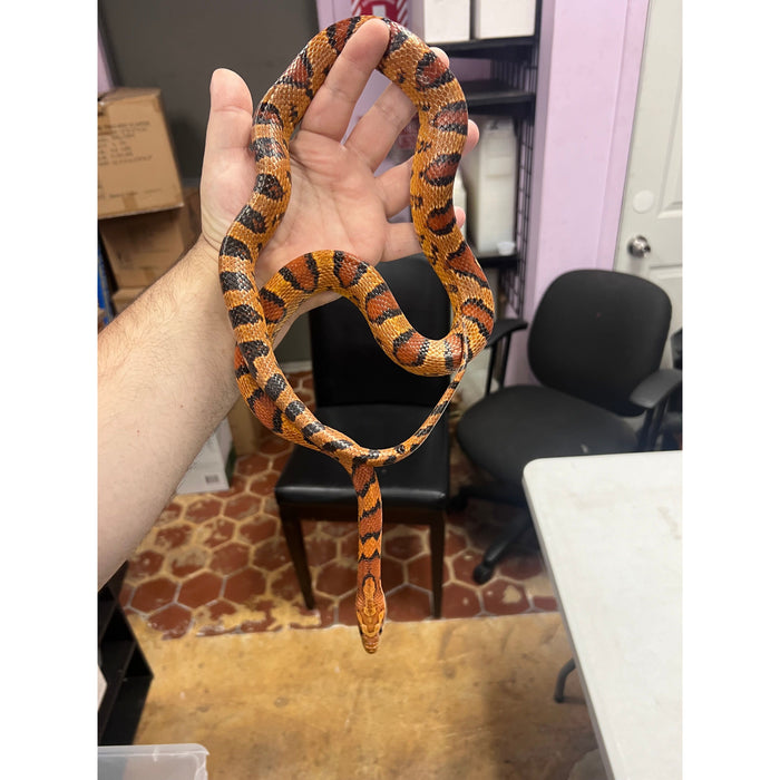 Corn Snake (Adult)