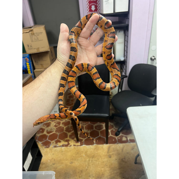 Corn Snake (Adult)